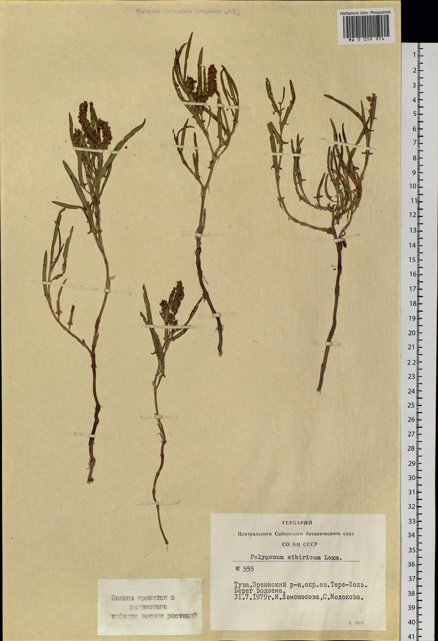 Knorringia sibirica (Laxm.) Tzvelev, Siberia, Altai & Sayany Mountains (S2) (Russia)