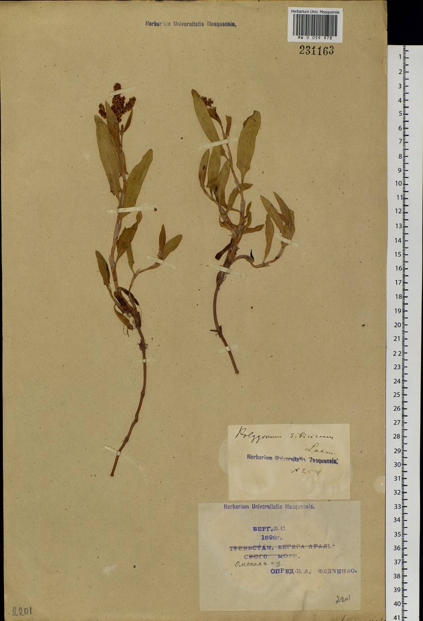 Knorringia sibirica (Laxm.) Tzvelev, Siberia, Western Siberia (S1) (Russia)