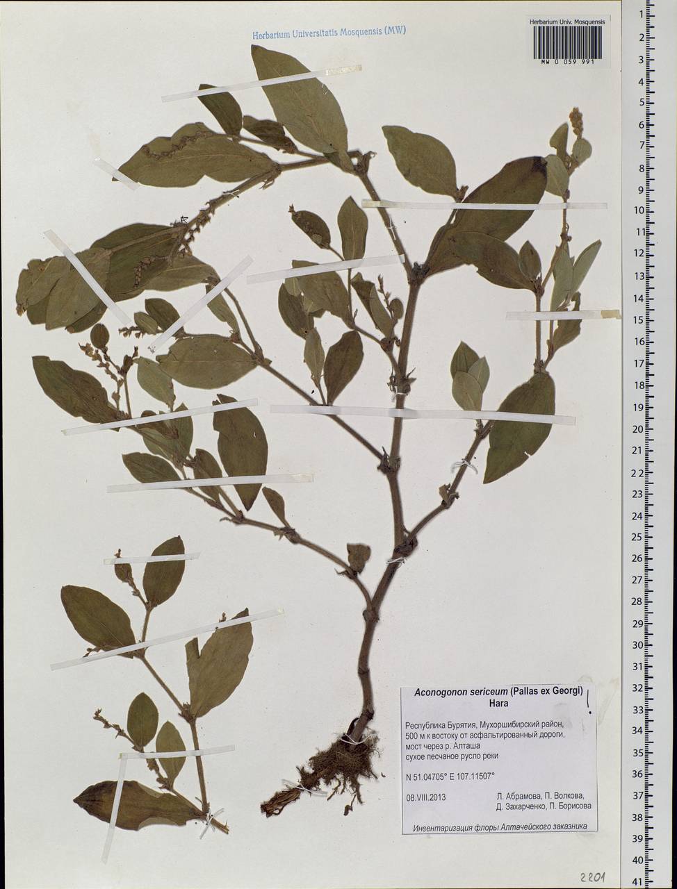 Koenigia sericea (Pall.), Siberia, Baikal & Transbaikal region (S4) (Russia)
