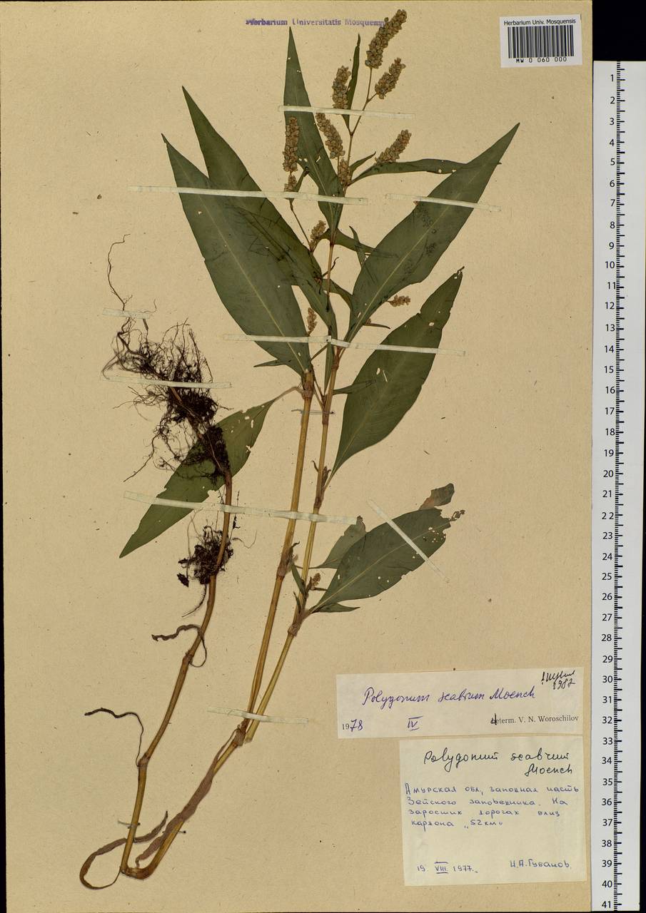 Persicaria lapathifolia (L.) Gray, Siberia, Russian Far East (S6) (Russia)