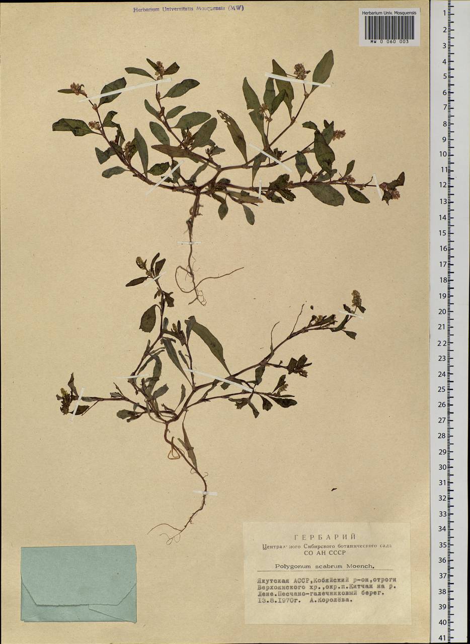 Persicaria lapathifolia (L.) Gray, Siberia, Yakutia (S5) (Russia)