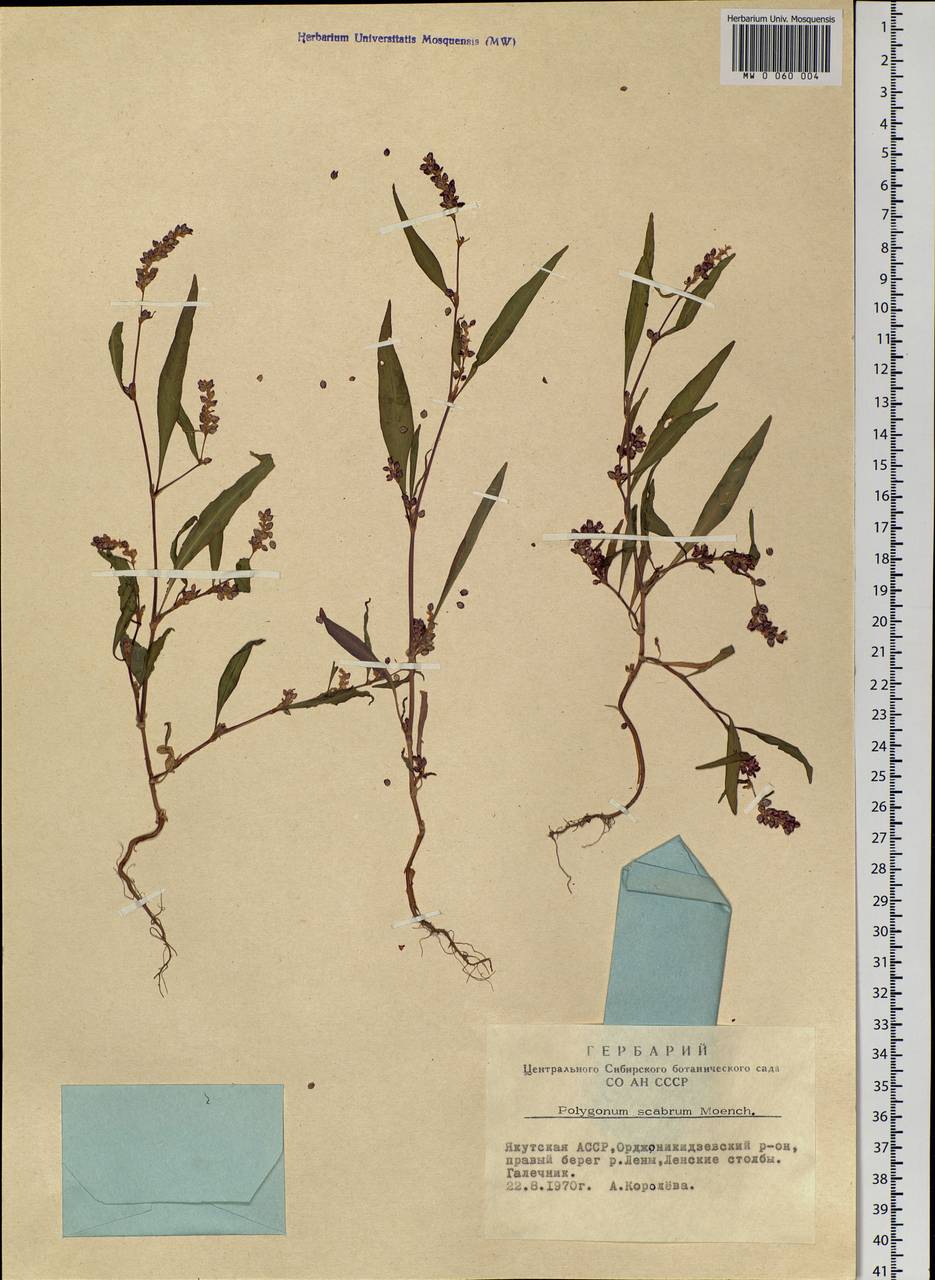 Persicaria lapathifolia (L.) Gray, Siberia, Yakutia (S5) (Russia)