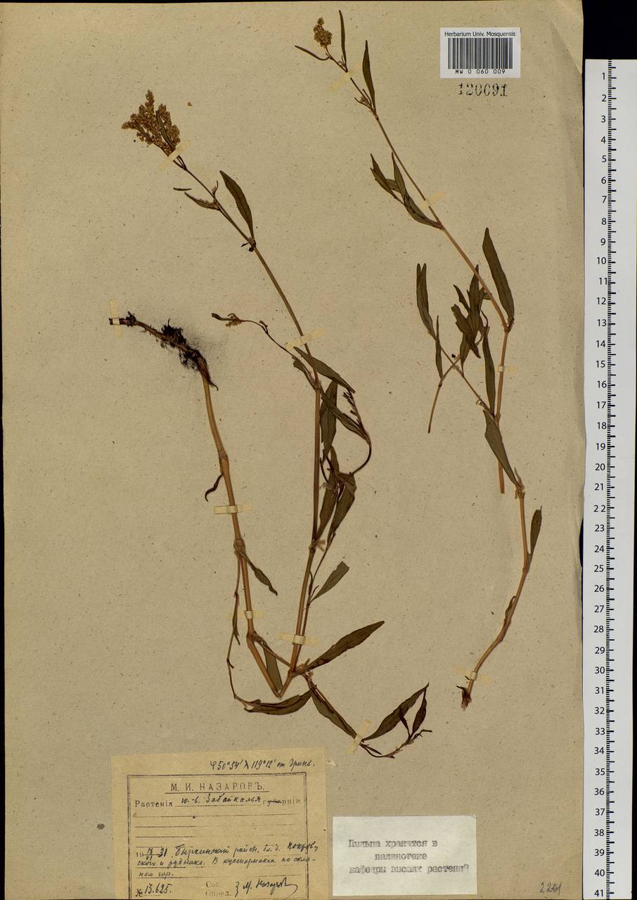 Persicaria lapathifolia (L.) Gray, Siberia, Baikal & Transbaikal region (S4) (Russia)