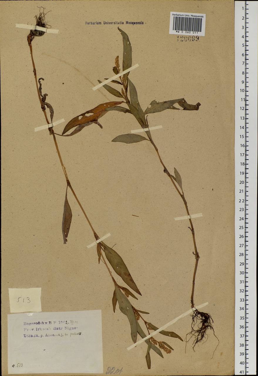 Persicaria lapathifolia (L.) Gray, Siberia, Baikal & Transbaikal region (S4) (Russia)