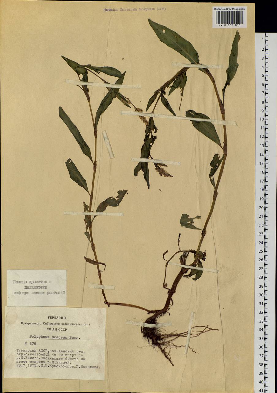 Persicaria lapathifolia (L.) Gray, Siberia, Altai & Sayany Mountains (S2) (Russia)