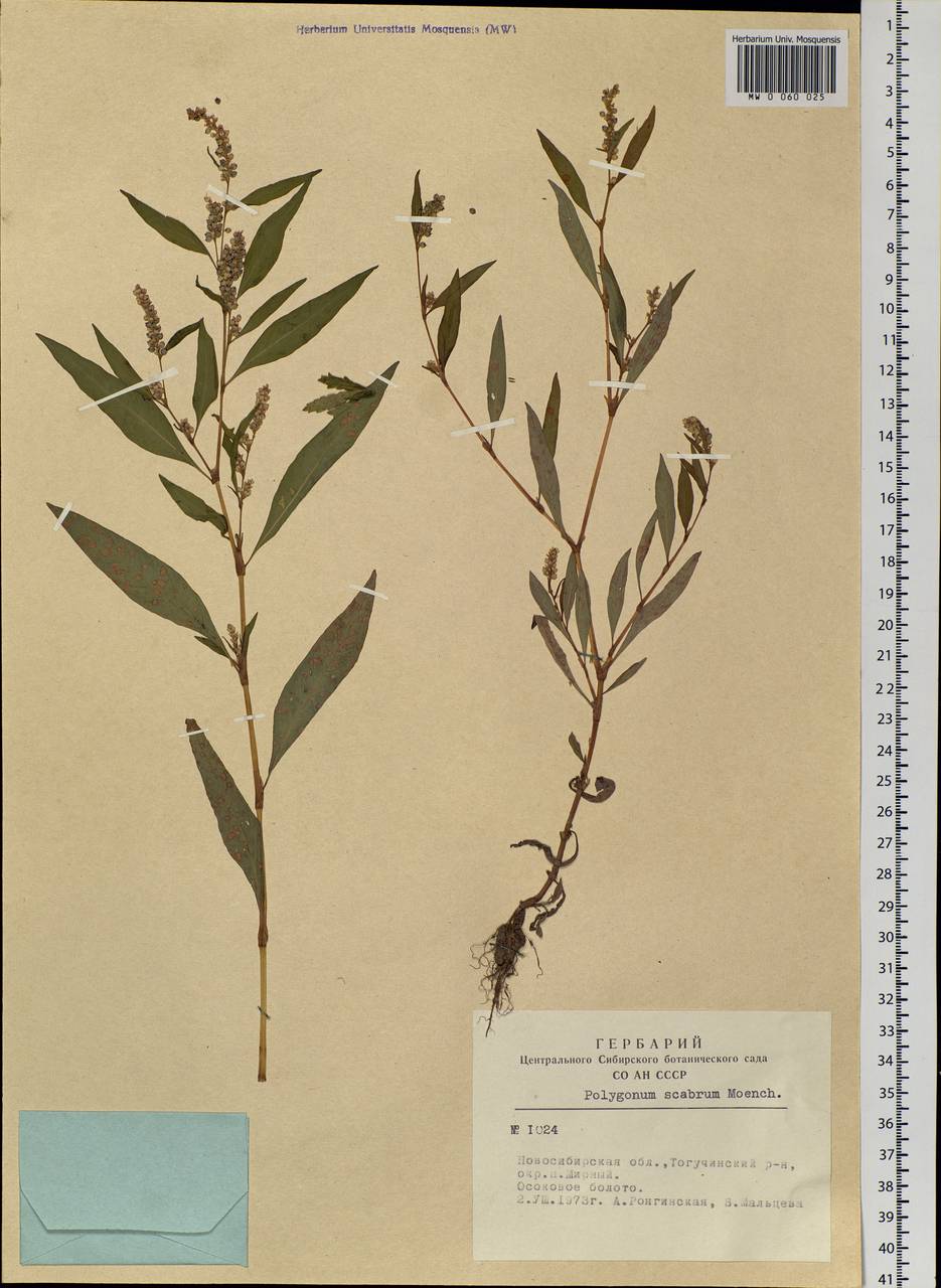 Persicaria lapathifolia (L.) Gray, Siberia, Western Siberia (S1) (Russia)