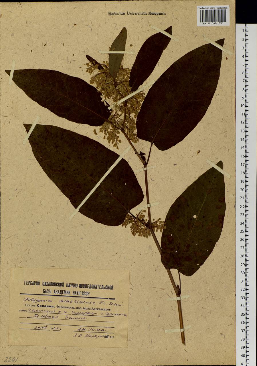 Reynoutria sachalinensis (F. Schmidt) Nakai, Siberia, Russian Far East (S6) (Russia)