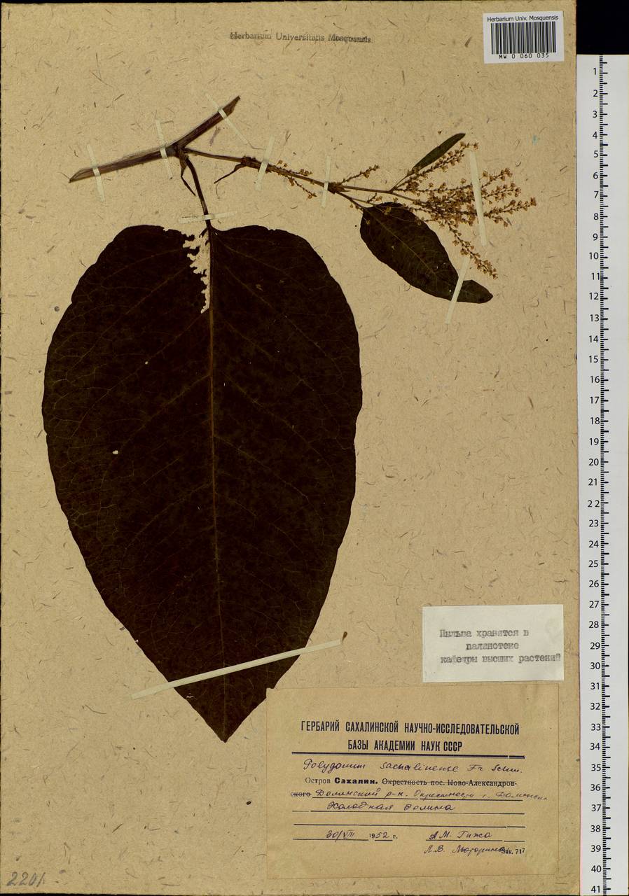 Reynoutria sachalinensis (F. Schmidt) Nakai, Siberia, Russian Far East (S6) (Russia)