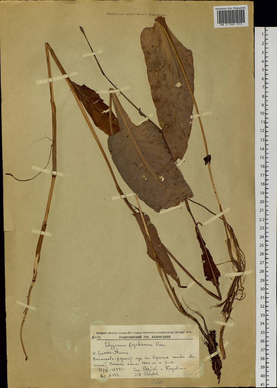 Bistorta officinalis subsp. pacifica (Petrov ex Kom.) Yonek., Siberia, Russian Far East (S6) (Russia)