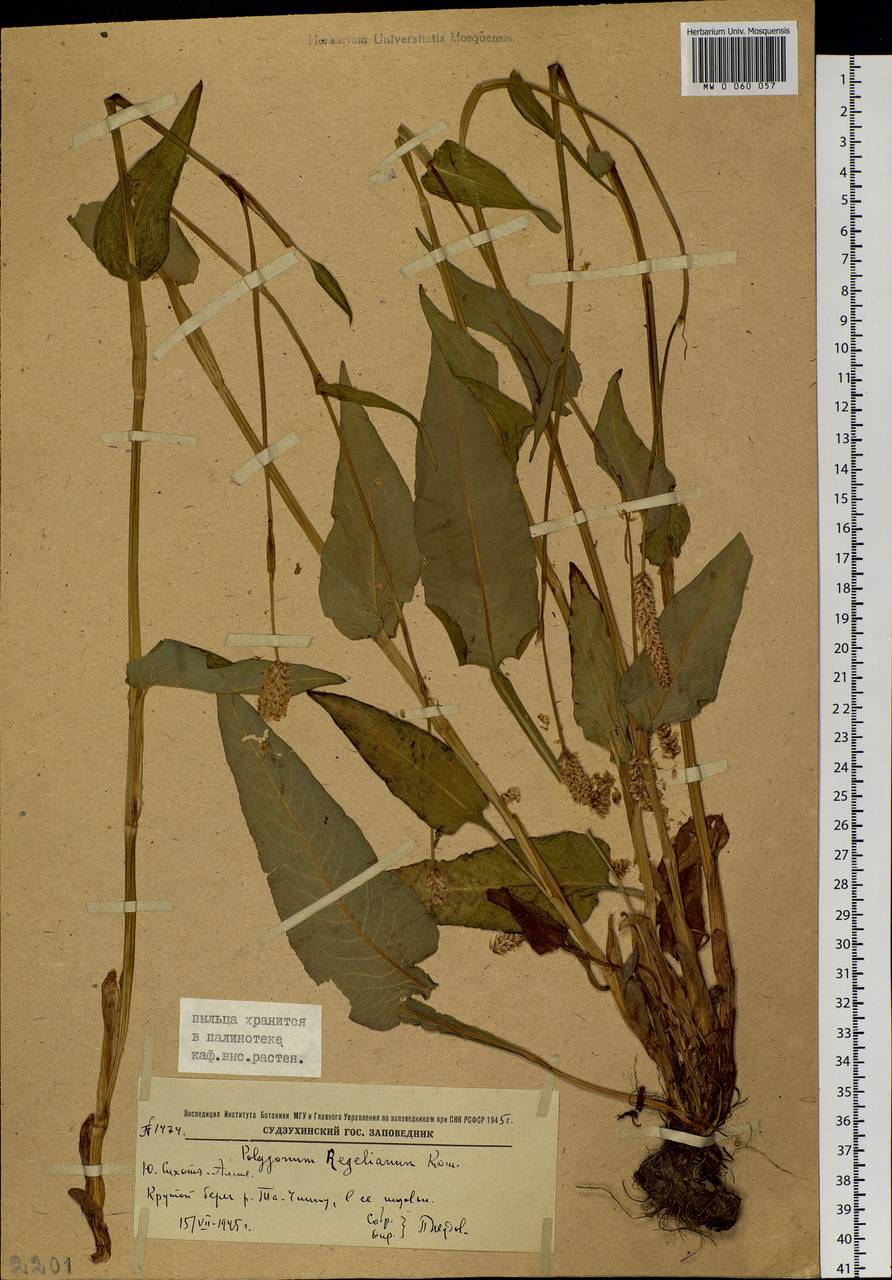 Bistorta officinalis subsp. pacifica (Petrov ex Kom.) Yonek., Siberia, Russian Far East (S6) (Russia)