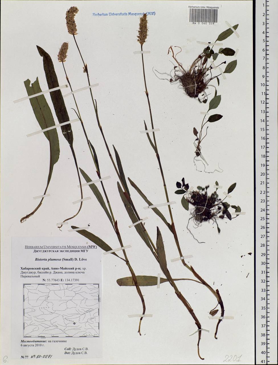 Bistorta plumosa (Small) Greene, Siberia, Russian Far East (S6) (Russia)