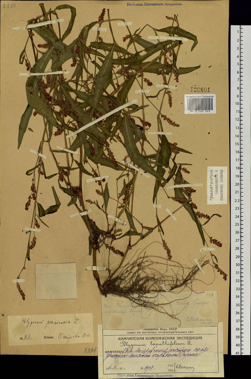 Persicaria maculosa Gray, Siberia, Chukotka & Kamchatka (S7) (Russia)