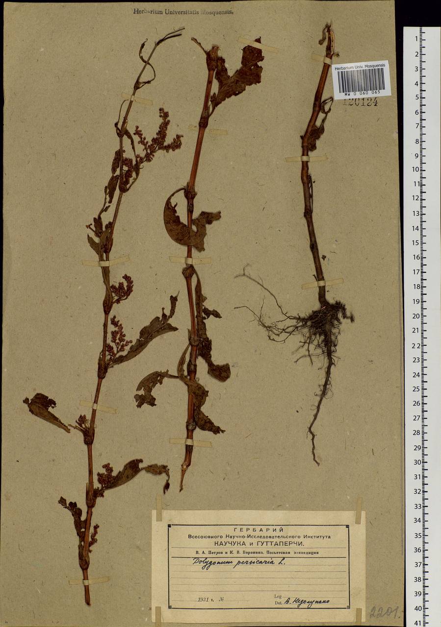 Persicaria maculosa Gray, Siberia, Russian Far East (S6) (Russia)