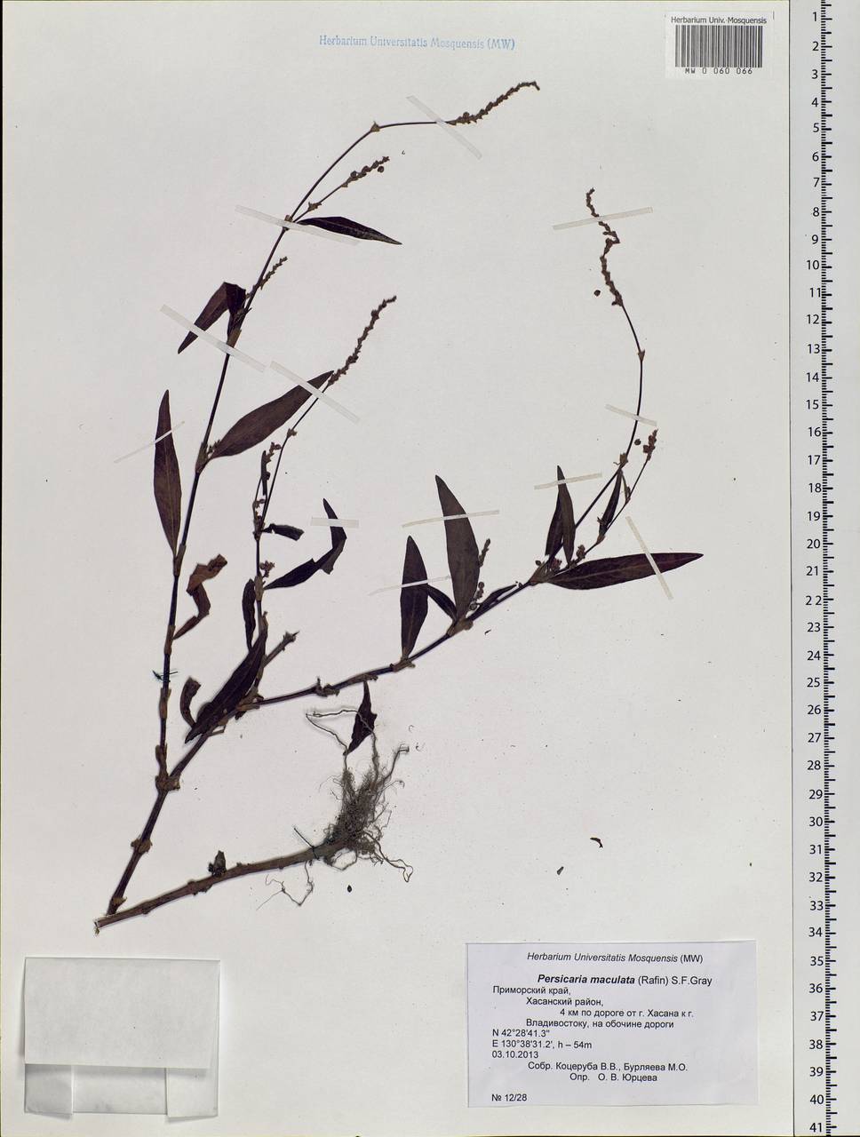 Persicaria maculosa Gray, Siberia, Russian Far East (S6) (Russia)