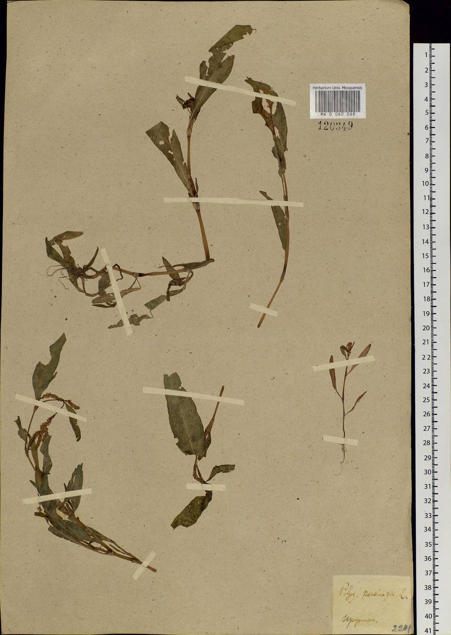 Persicaria maculosa Gray, Siberia, Baikal & Transbaikal region (S4) (Russia)