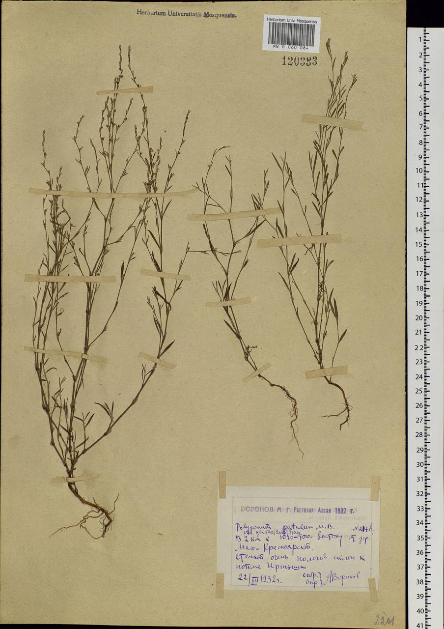Polygonum patulum M.Bieb., Siberia, Western (Kazakhstan) Altai Mountains (S2a) (Kazakhstan)