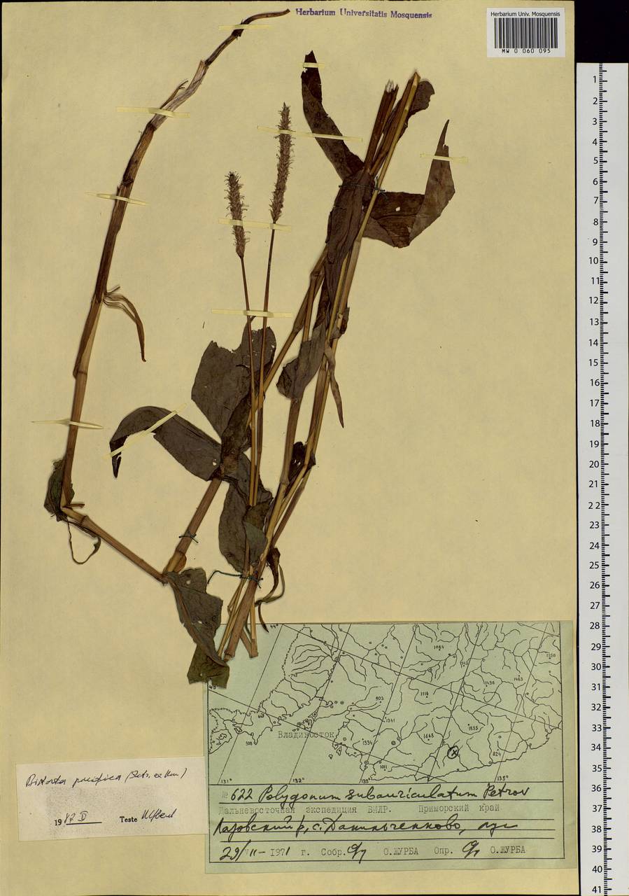 Bistorta officinalis subsp. pacifica (Petrov ex Kom.) Yonek., Siberia, Russian Far East (S6) (Russia)