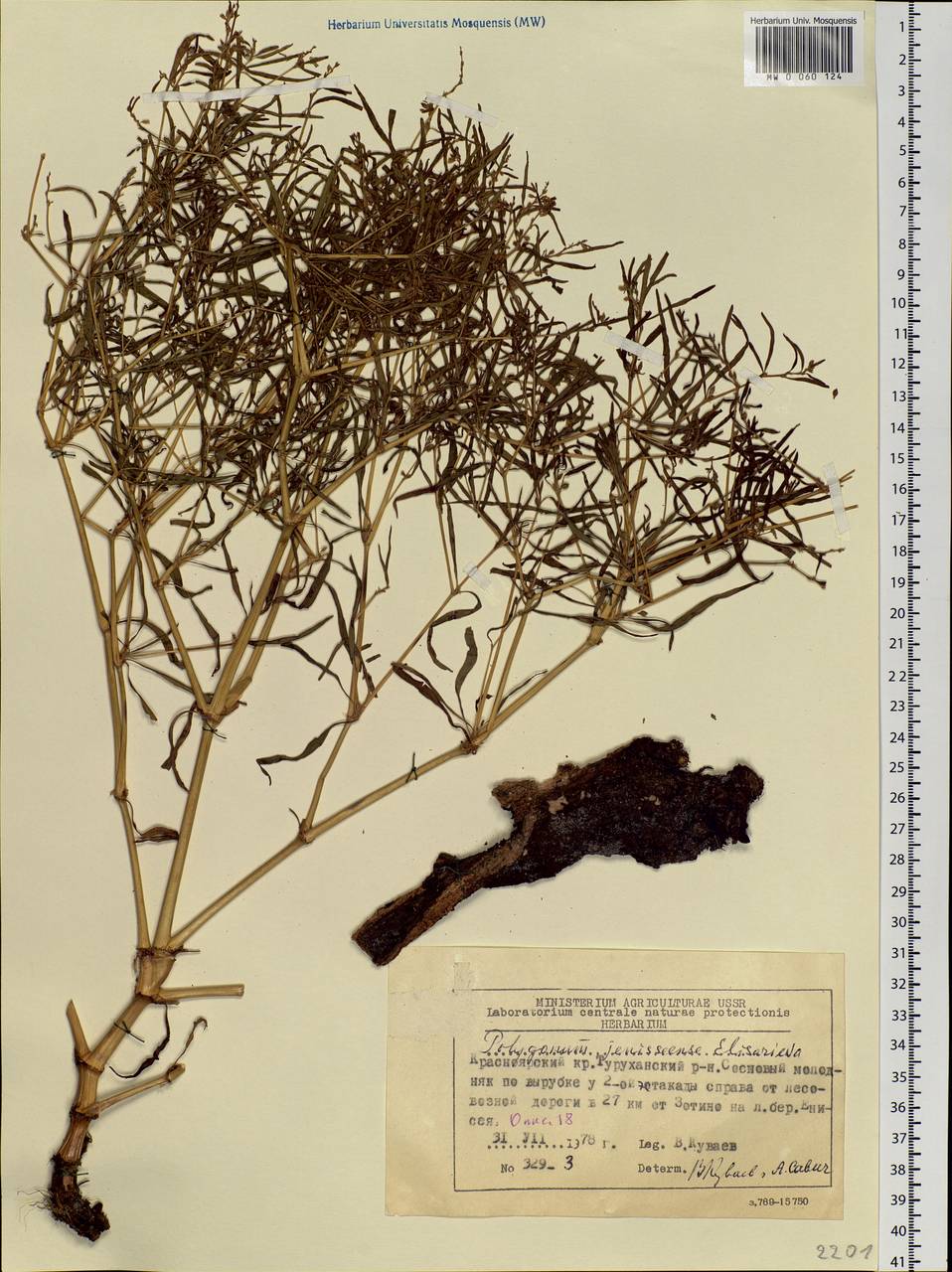 Koenigia ocreata (L.) T. M. Schust. & Reveal, Siberia, Central Siberia (S3) (Russia)
