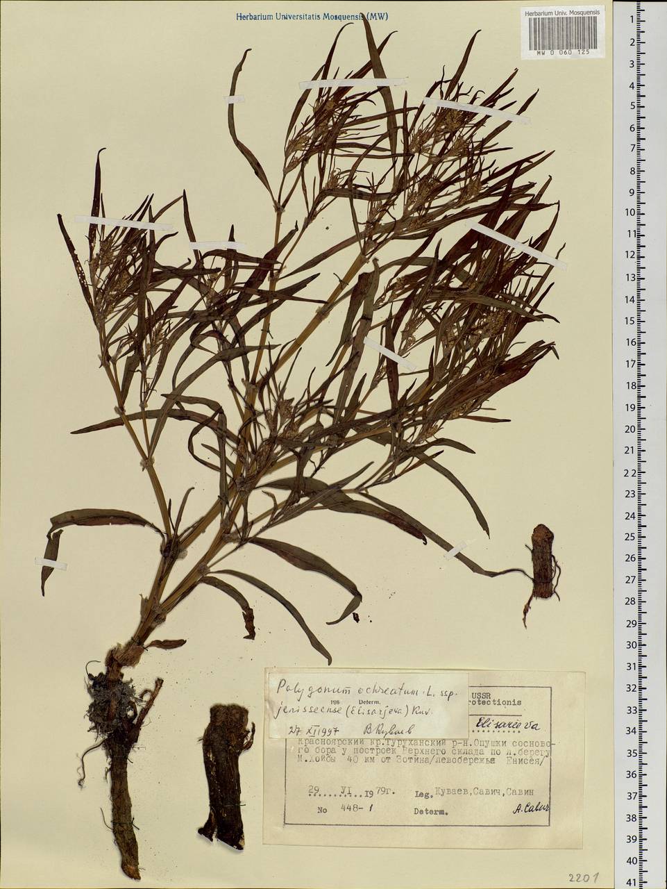 Koenigia ocreata (L.) T. M. Schust. & Reveal, Siberia, Central Siberia (S3) (Russia)