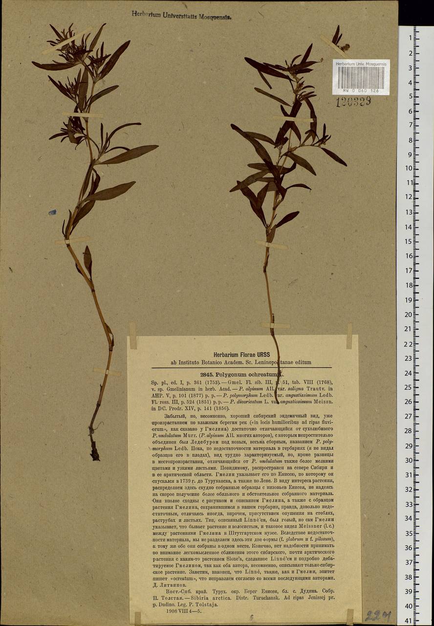 Koenigia ocreata (L.) T. M. Schust. & Reveal, Siberia, Central Siberia (S3) (Russia)
