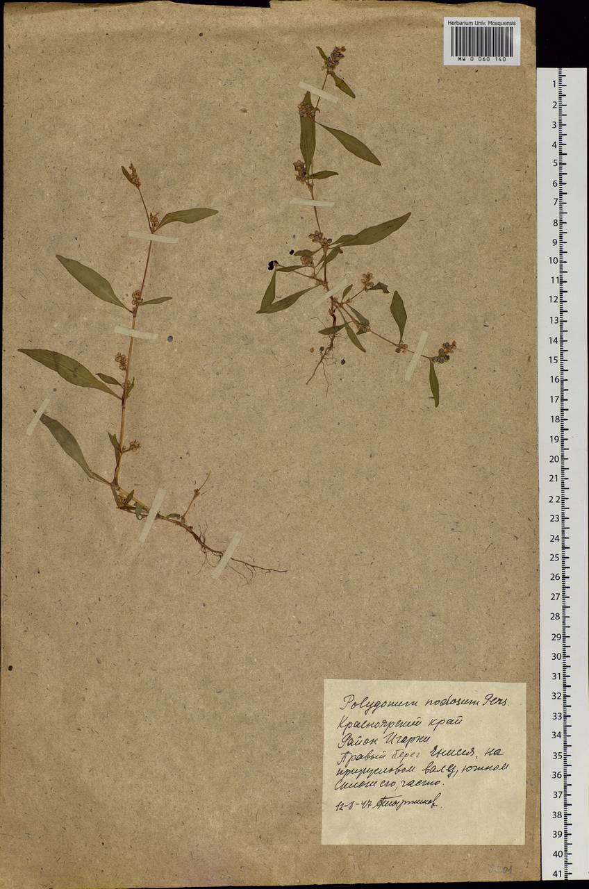 Persicaria lapathifolia subsp. lapathifolia, Siberia, Central Siberia (S3) (Russia)