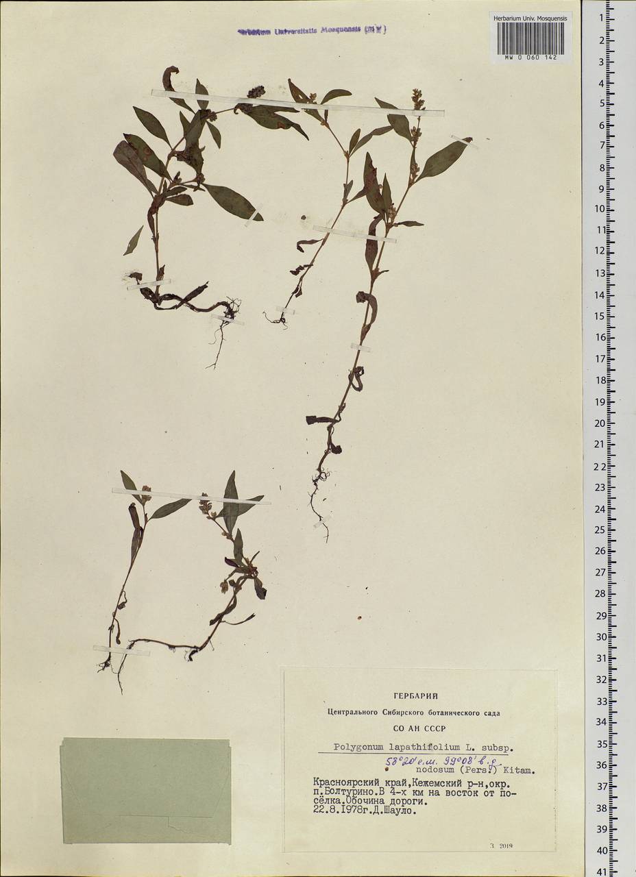 Persicaria lapathifolia subsp. lapathifolia, Siberia, Central Siberia (S3) (Russia)