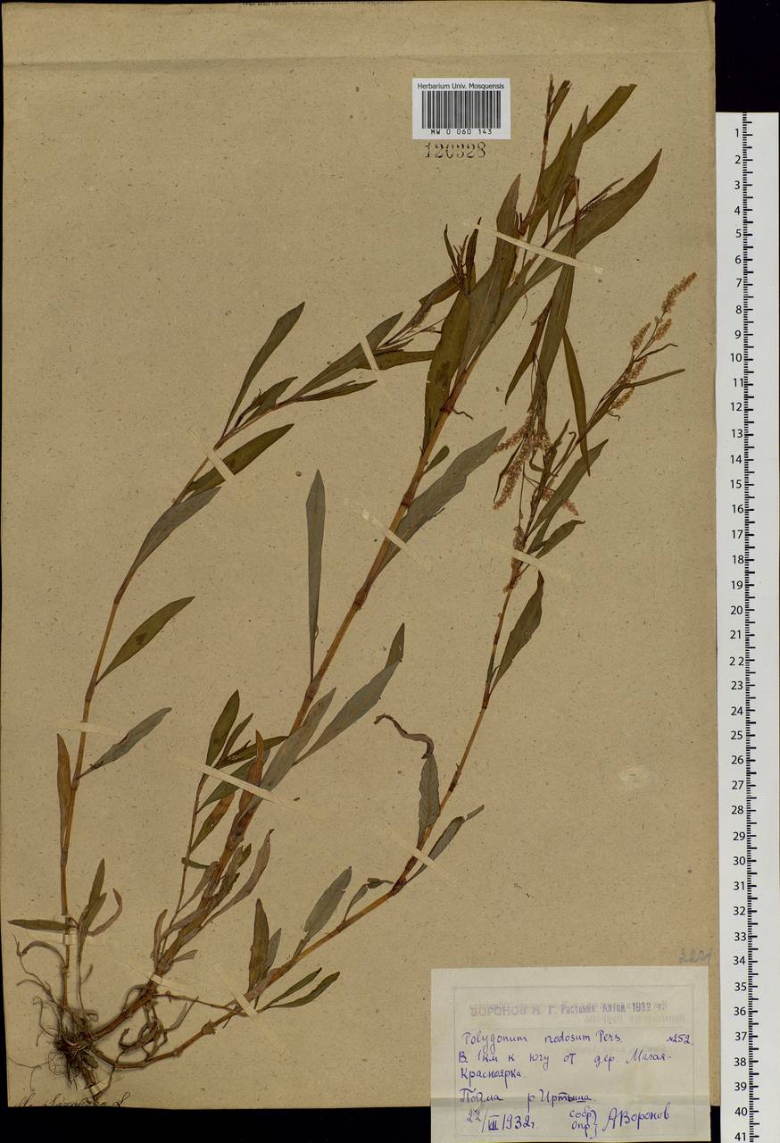 Persicaria lapathifolia subsp. lapathifolia, Siberia, Western (Kazakhstan) Altai Mountains (S2a) (Kazakhstan)