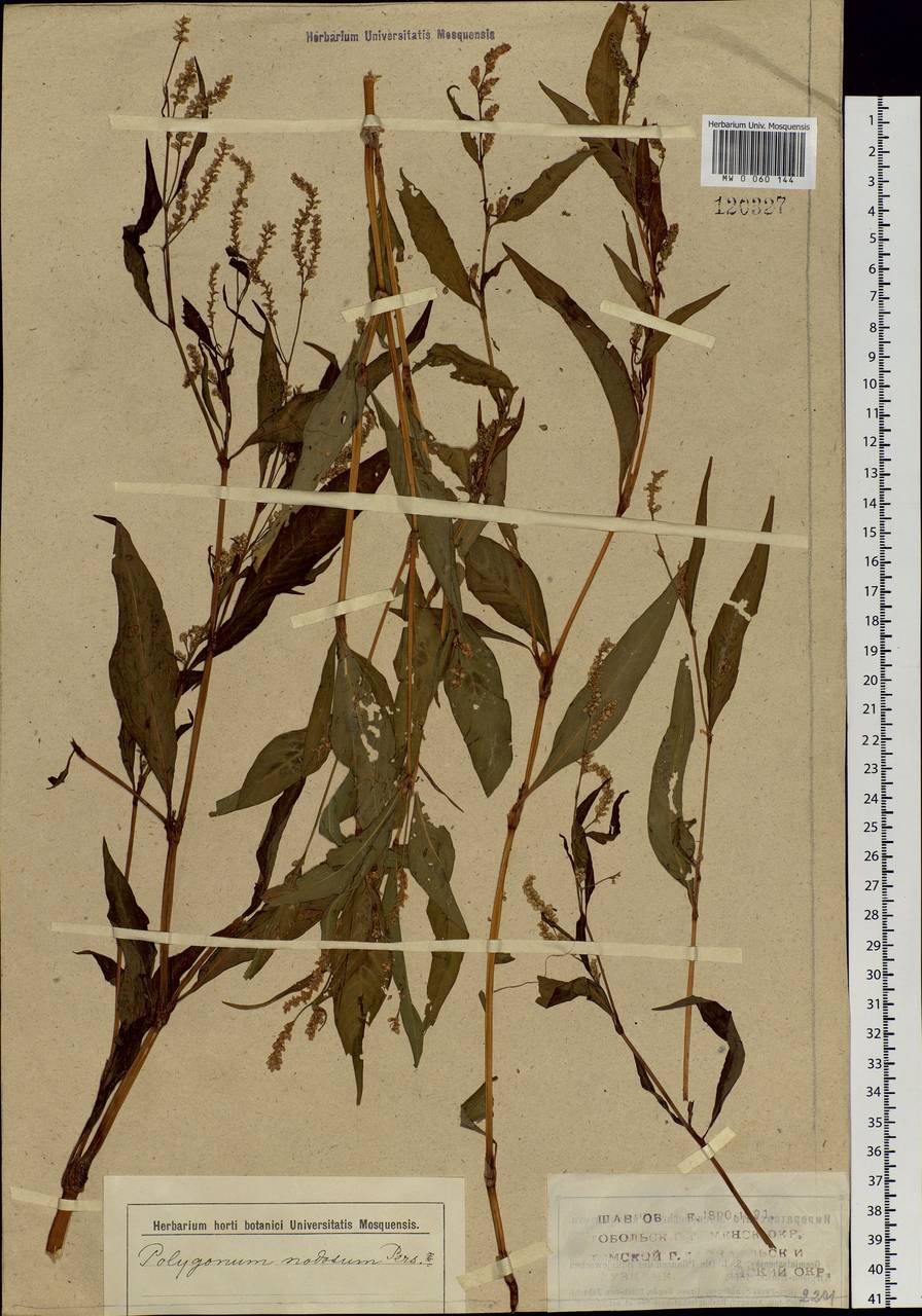 Persicaria lapathifolia subsp. lapathifolia, Siberia (no precise locality) (S0) (Russia)