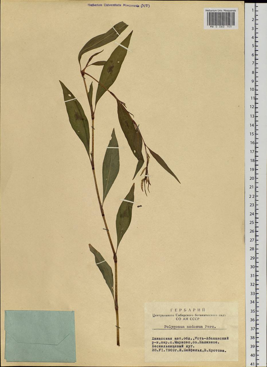 Persicaria lapathifolia subsp. lapathifolia, Siberia, Altai & Sayany Mountains (S2) (Russia)