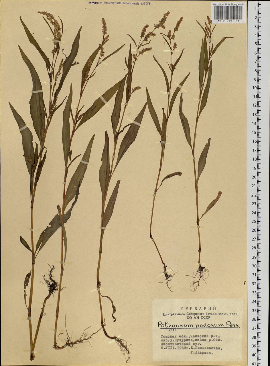 Persicaria lapathifolia subsp. lapathifolia, Siberia, Western Siberia (S1) (Russia)