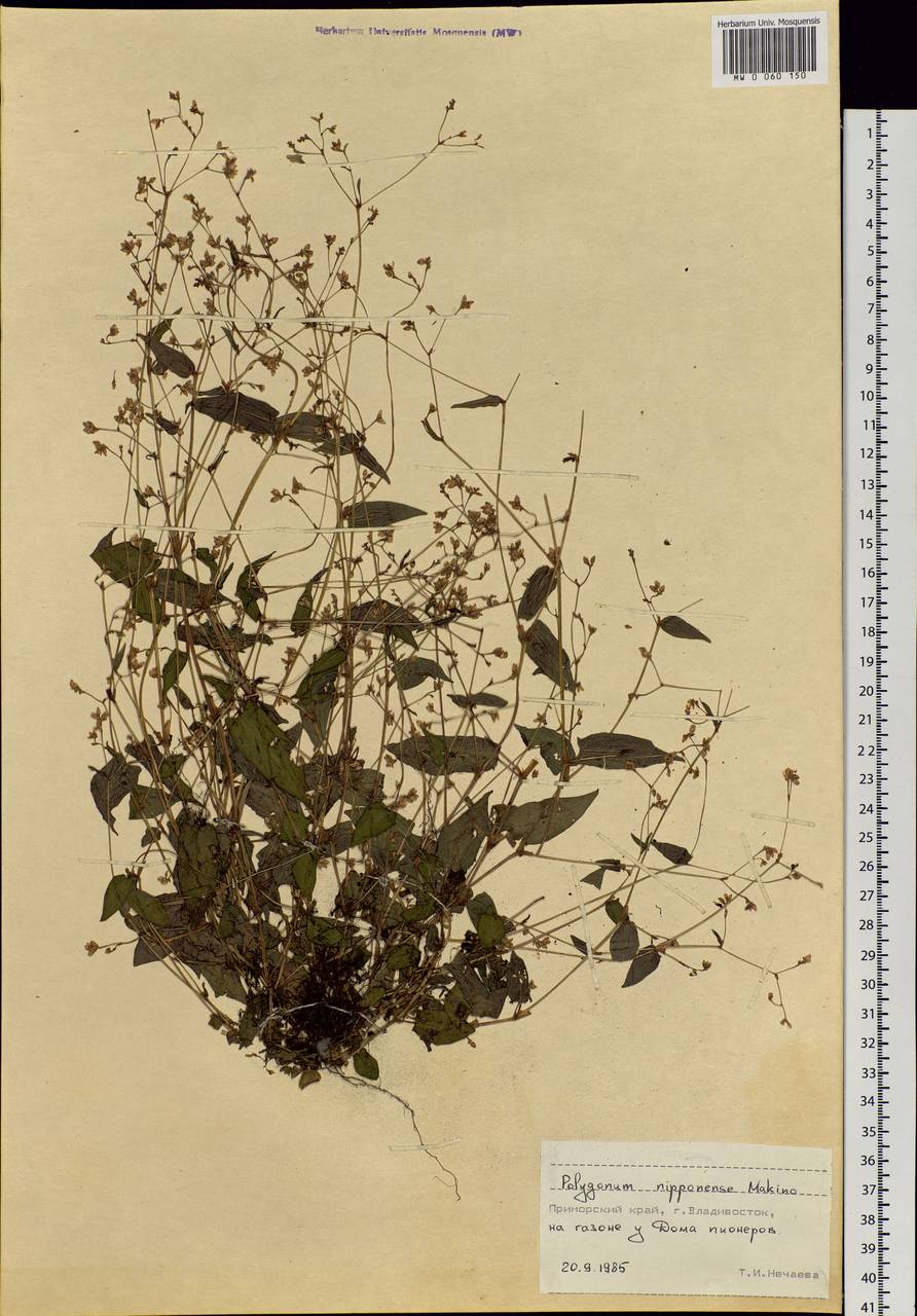 Persicaria muricata (Meisn.) Nemoto, Siberia, Russian Far East (S6) (Russia)