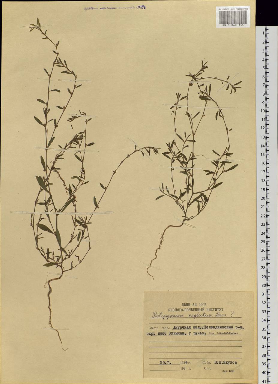 Polygonum aviculare subsp. neglectum (Besser) Arcang., Siberia, Russian Far East (S6) (Russia)