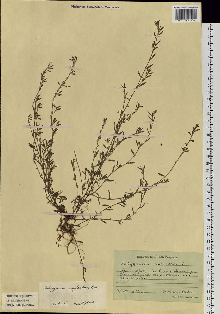 Polygonum aviculare subsp. neglectum (Besser) Arcang., Siberia, Russian Far East (S6) (Russia)