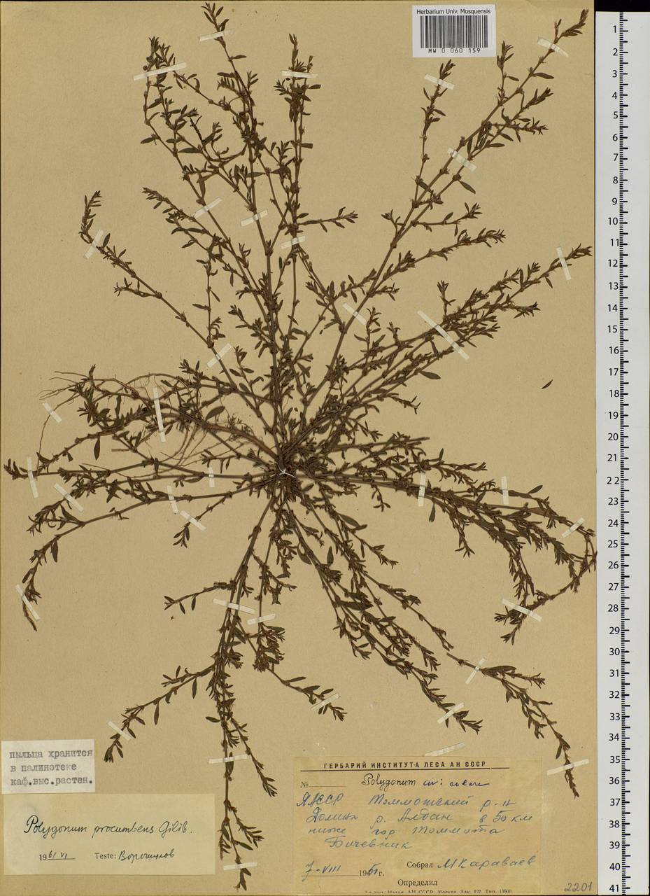 Polygonum aviculare subsp. neglectum (Besser) Arcang., Siberia, Yakutia (S5) (Russia)