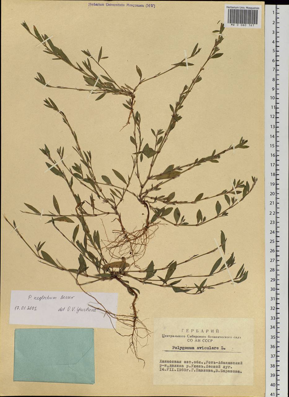 Polygonum aviculare subsp. neglectum (Besser) Arcang., Siberia, Altai & Sayany Mountains (S2) (Russia)