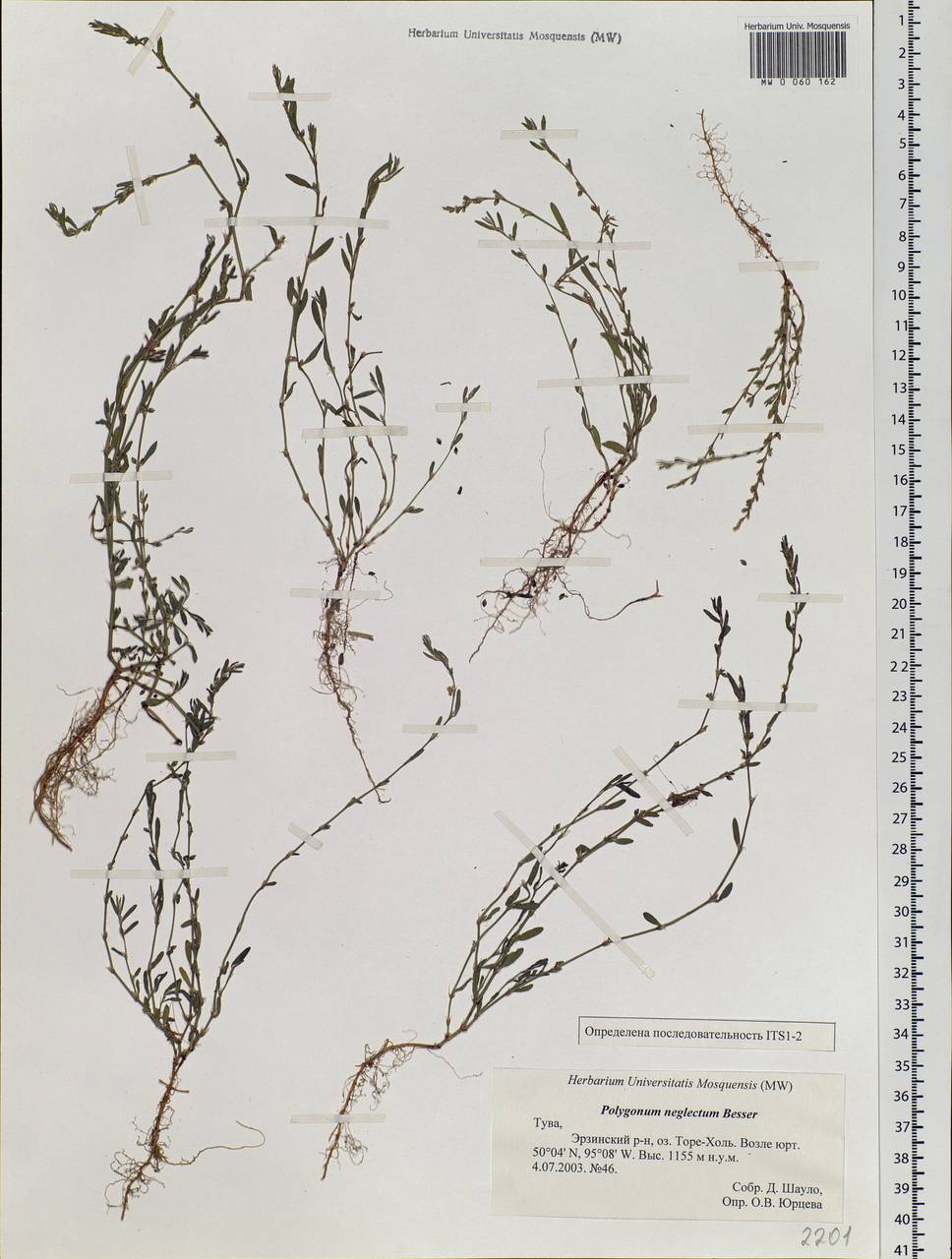 Polygonum aviculare subsp. neglectum (Besser) Arcang., Siberia, Altai & Sayany Mountains (S2) (Russia)