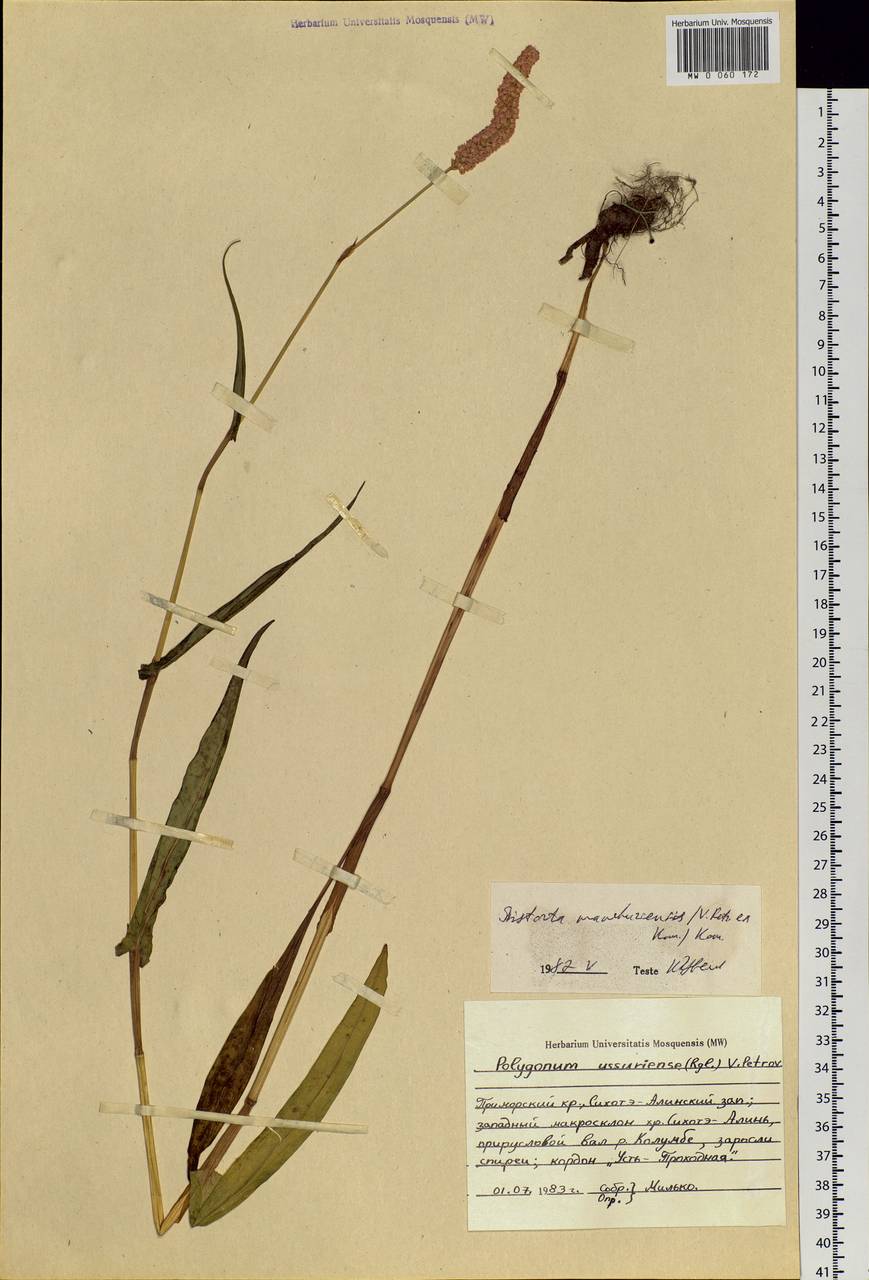 Bistorta manshuriensis (Petrov ex Kom.) Kom., Siberia, Russian Far East (S6) (Russia)