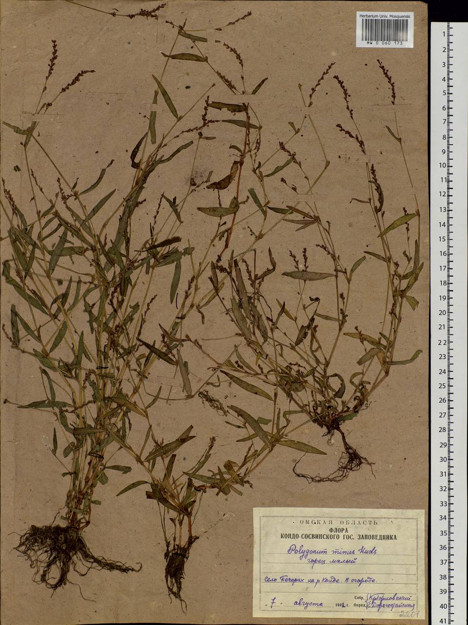 Persicaria minor (Huds.) Opiz, Siberia, Western Siberia (S1) (Russia)