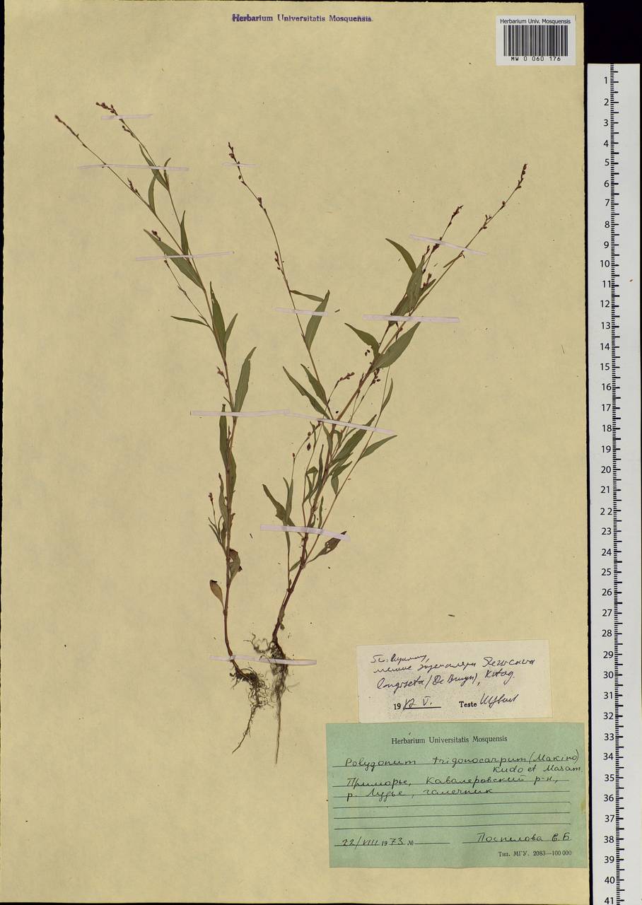 Persicaria longiseta (Bruyn) Kitag., Siberia, Russian Far East (S6) (Russia)