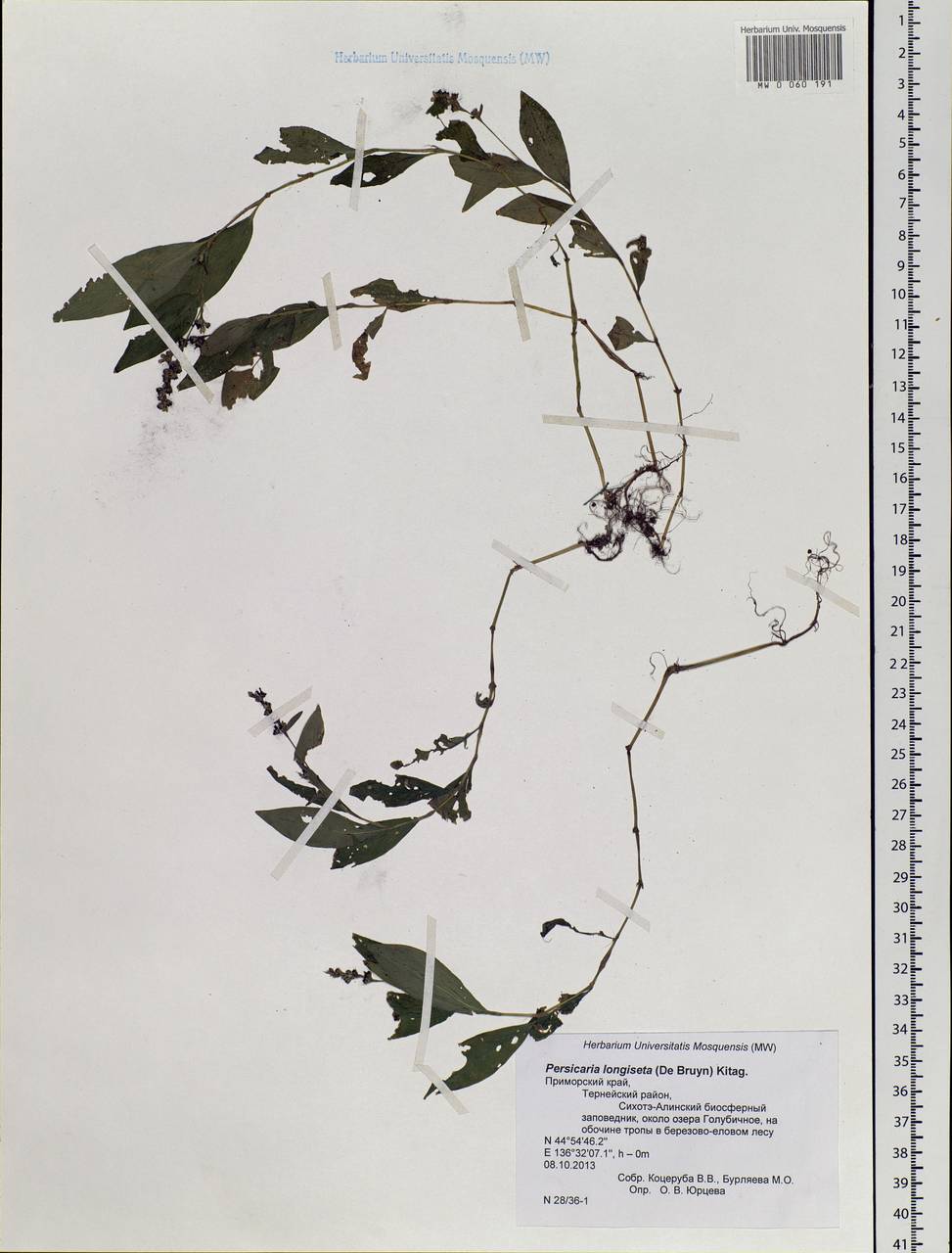 Persicaria longiseta (Bruyn) Kitag., Siberia, Russian Far East (S6) (Russia)