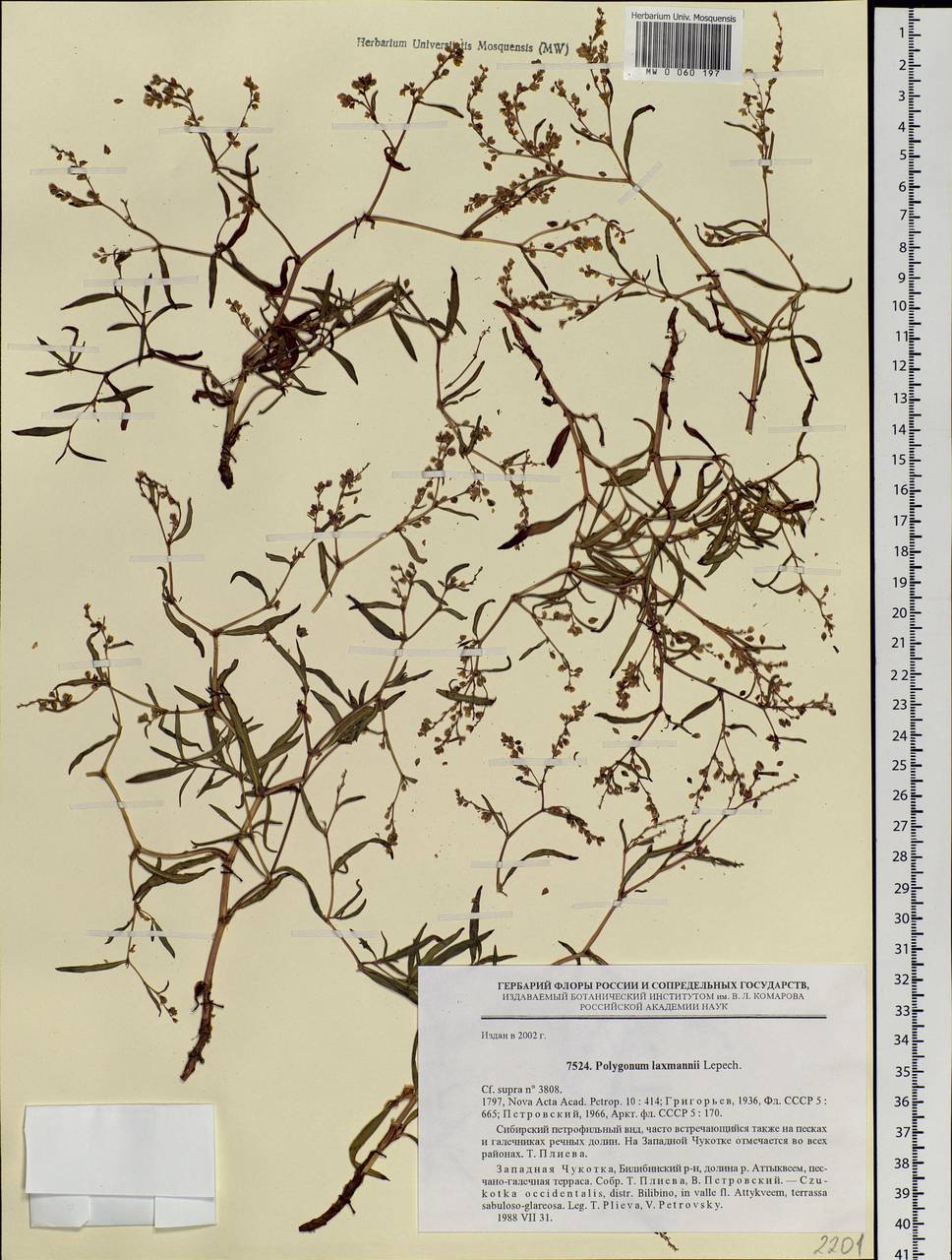 Koenigia ocreata (L.) T. M. Schust. & Reveal, Siberia, Chukotka & Kamchatka (S7) (Russia)