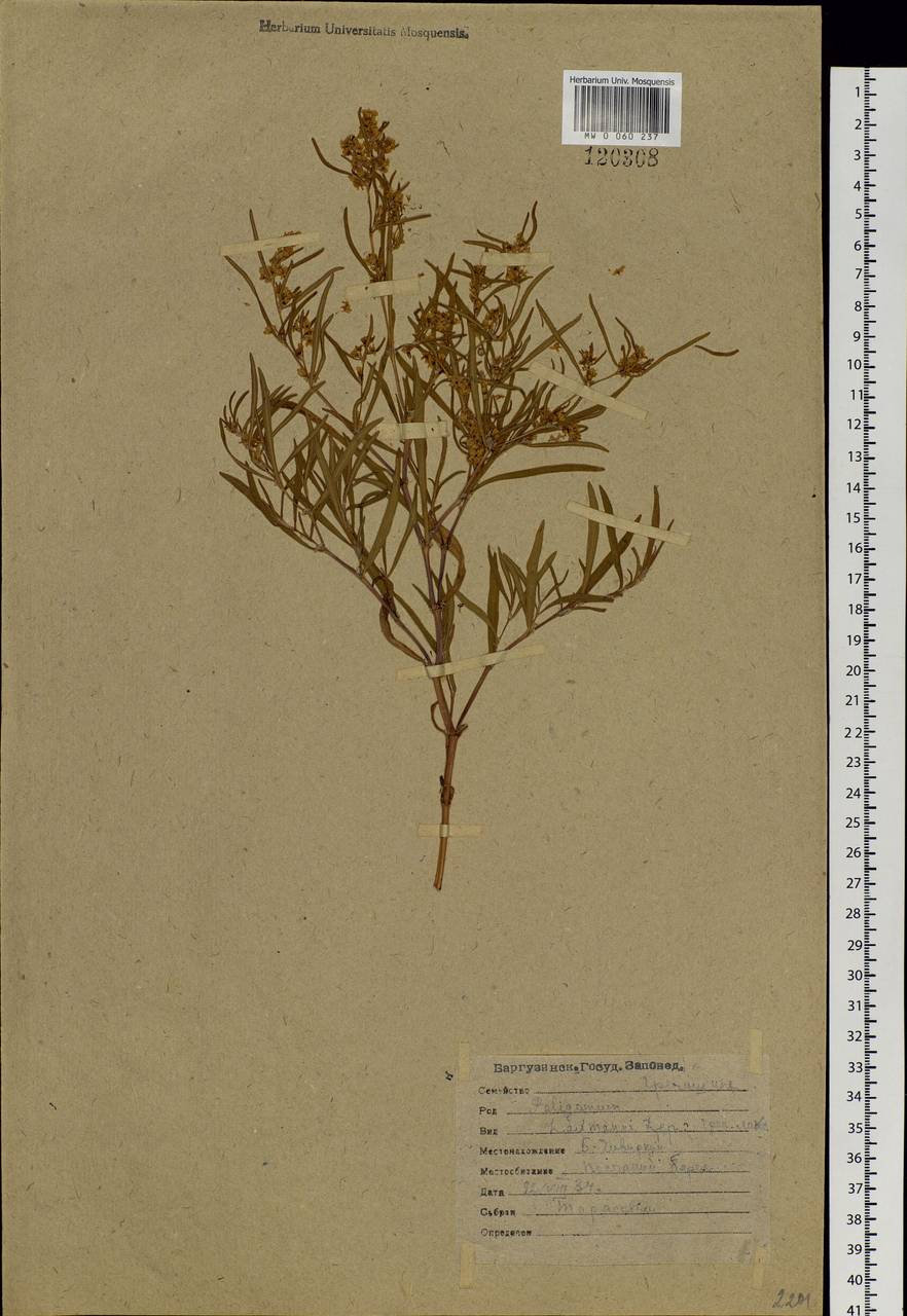 Koenigia ocreata (L.) T. M. Schust. & Reveal, Siberia, Baikal & Transbaikal region (S4) (Russia)