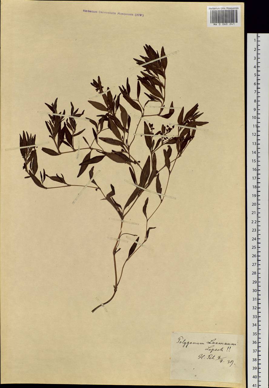 Koenigia ocreata (L.) T. M. Schust. & Reveal, Botanic gardens and arboreta (GARD) (Russia)