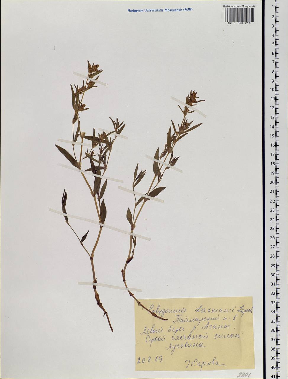 Koenigia ocreata (L.) T. M. Schust. & Reveal, Siberia, Central Siberia (S3) (Russia)