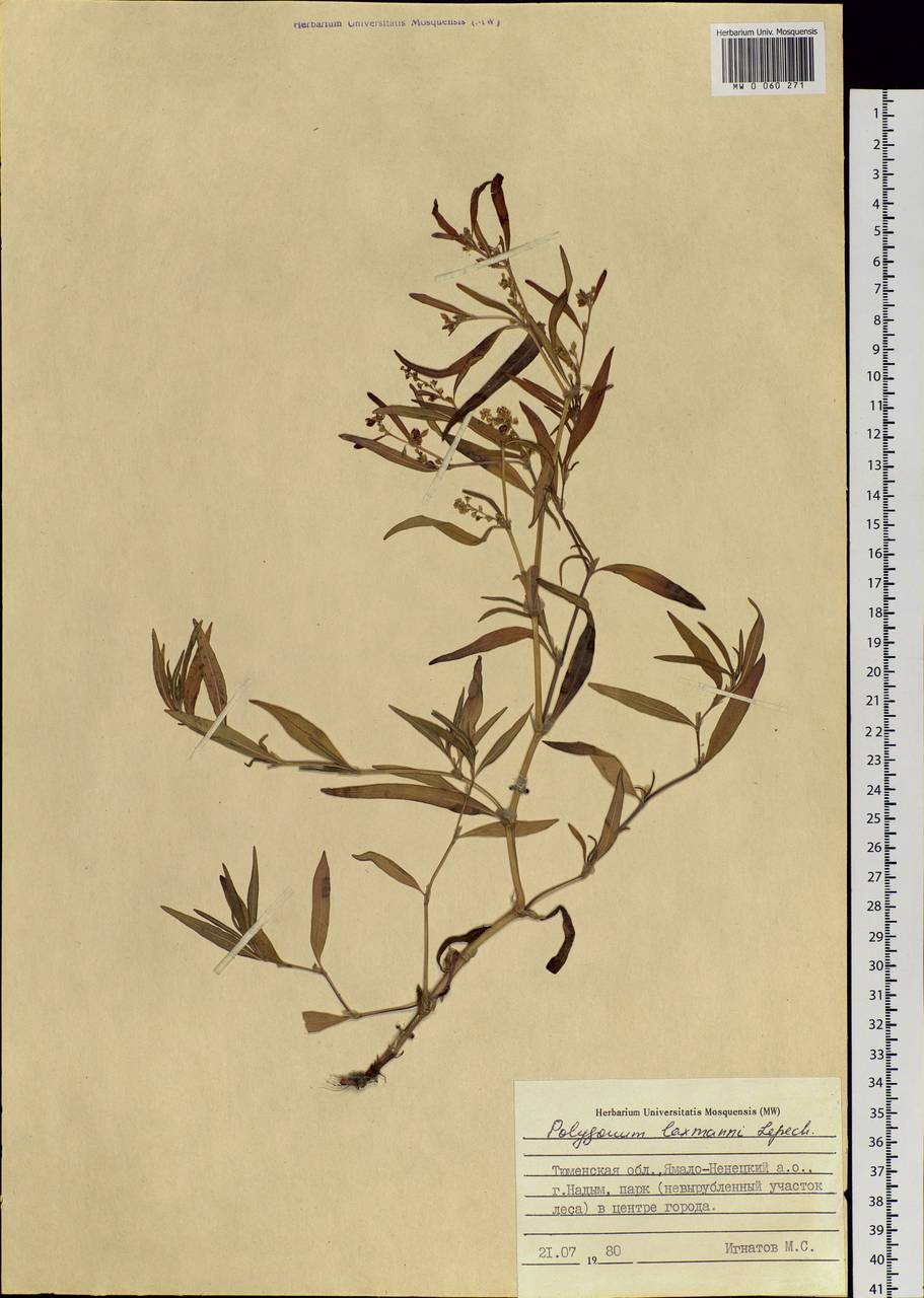 Koenigia ocreata (L.) T. M. Schust. & Reveal, Siberia, Western Siberia (S1) (Russia)