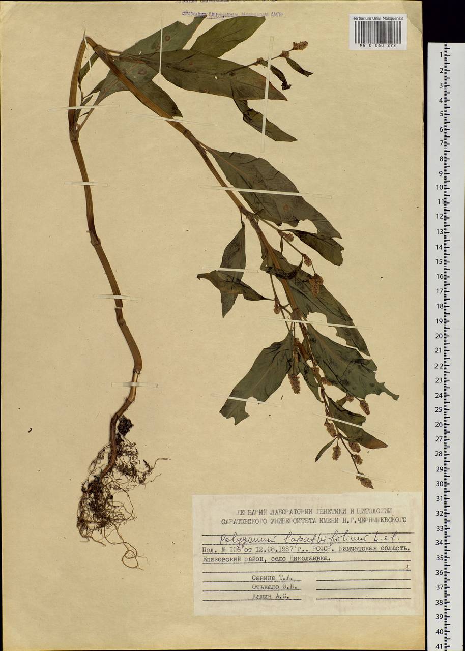 Persicaria lapathifolia (L.) Gray, Siberia, Chukotka & Kamchatka (S7) (Russia)