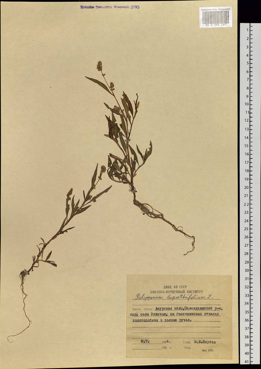 Persicaria lapathifolia (L.) Gray, Siberia, Russian Far East (S6) (Russia)