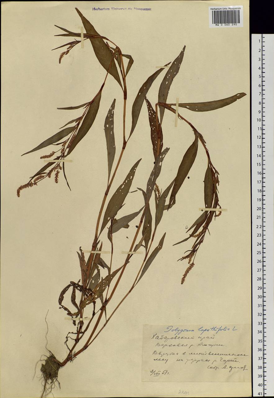 Persicaria lapathifolia (L.) Gray, Siberia, Russian Far East (S6) (Russia)