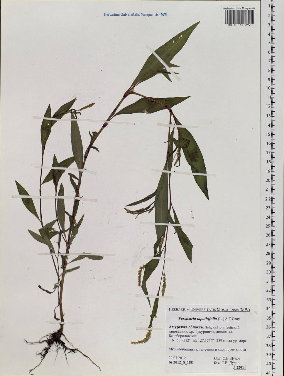 Persicaria lapathifolia (L.) Gray, Siberia, Russian Far East (S6) (Russia)