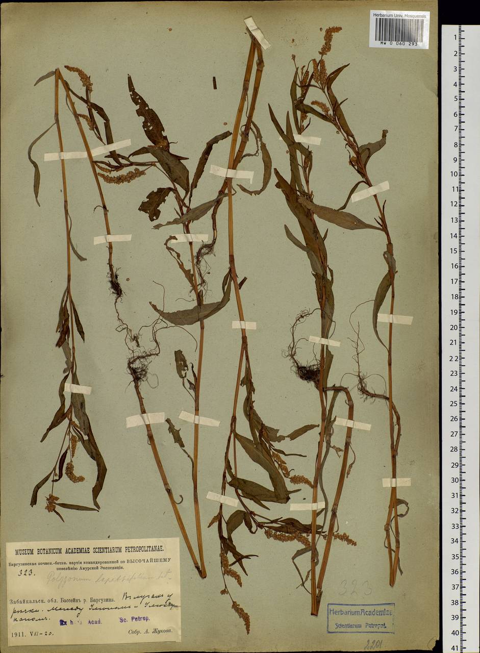 Persicaria lapathifolia (L.) Gray, Siberia, Baikal & Transbaikal region (S4) (Russia)